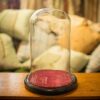 Antique Bell Bottom Display Dome, English, Glass, Taxidermy, Showcase, Edwardian