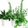 Woohome 60 Pcs Woohome 60 Pcs PlanWoohome 60 Pcs Plant Climbing Wall Fixture Clips Plant Fixer Invisible Wall Vines Fixing Clips Self-Adhesive Ho