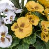 2 x Artificial Yellow and White Faux Silk Pansies and Grasses Rattan Cone Shaped Hanging Baskets Ideal for Home, Business, Outdoor Living 64cm/25