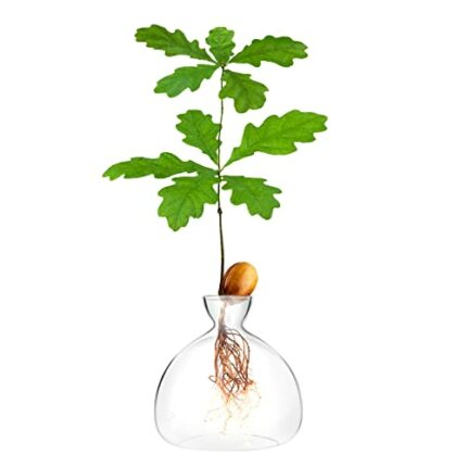Acorn Sprouting Seed Starter Planter Vase Terrariums Pot Acorn Tree Growing Kit Deco Glass Bulb Propagation Vases Grow Acorn Trees at Home Acorn