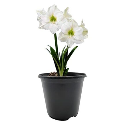 1 x Amaryllis Hippeastrum with Plastic Pot and Potting Compost – Gift Kit – for Your Beautiful Garden (1 x White)