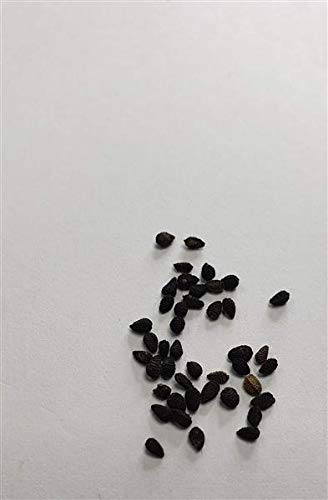 Pcs - 40x Deadeyes in Green Mix Nigella Damascena Plants - Seeds #359 Plants Shop Samenbank Pfullingen Patrik Ipsa