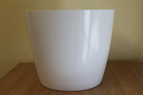 Indoor Plant -House or Office Plant -Chlorophytum - Indoor Spider Plant