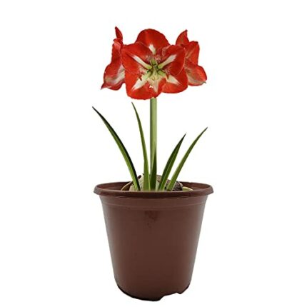 1 x Amaryllis Hippeastrum with Plastic Pot and Potting Compost – Gift Kit – for Your Beautiful Garden (1 x Striped)