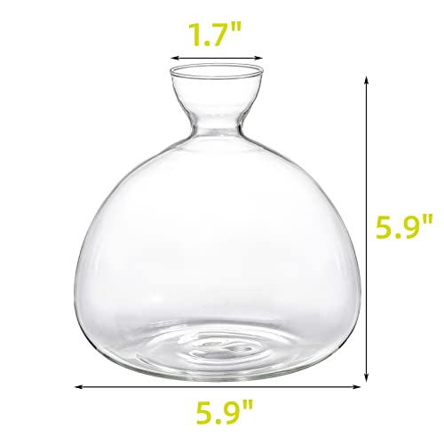 Hiceeden Avocado Seed Starter Vase Planter, Clear Avocado Tree Growing Kit Pot, Medium Avocado Vase Grow Glass Plant Pot Gift for Indoor Outdoor