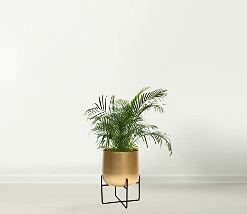 Olly & Rose Gold Plant Stand With Plant Pot Large Metal Planter with Black Stand Flower Pot for Outdoor and Indoor Plants and Flowers (Gold)