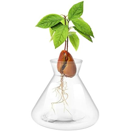 Avocado Seed Starter Vases, Avocado Vases Grow Glass Avocado Seed Vases Avocado Garden Vases Aqua Culture Vases Avocado Seed Sprouter Avocado Tre