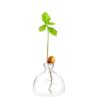 Acorn Sprouting Seed Starter Planter Vase Terrariums Pot Acorn Tree Growing Kit Deco Glass Bulb Propagation Vases Grow Acorn Trees at Home Acorn
