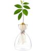 Avocado Sprout Plant Vase Avocado Tree Growing Vase Glass Garden Seed Starter Planting Vase Container Avocado Tree Growing Kit for Kids Adult Fri