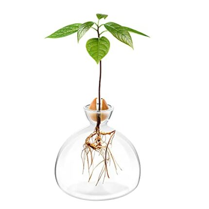 Avocado Seed Starter Planter Vase Pot Avocado Tree Growing Kit Glass Vases Grow Avocado Trees at Home Avocado Tree Growing Kit Unusual Gardening