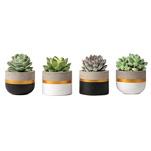 Mkouo 8cm Cement Plant Pots Indoor Succulent Planter Modern Concrete Cactus Flower Pot Small Clay Indoor Herb Window Box Container for Home and O