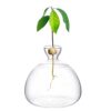 Avocado Tree Growing Kit Avocado Seed Starter Avocado Garden Vase Glass Pot Indoor Gardening Gift for Plant Lover Women Friends