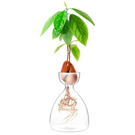 Avocado Sprout Plant Vase Avocado Tree Growing Vase Glass Garden Seed Starter Planting Vase Container Avocado Tree Growing Kit for Kids Adult Fri
