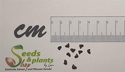 Pcs - 10x Hibiscus Cannabinus Kenaf Bush Garden Plants - Seeds B1613 Plants Shop Samenbank Pfullingen Patrik Ipsa