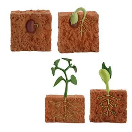 Tomaibaby Life Cycle Toys of Green Bean Plant Plant Life Cycle Early Educational Toy