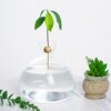 Avocado Tree Growing Kit Avocado Seed Starter Avocado Garden Vase Glass Pot Indoor Gardening Gift for Plant Lover Women Friends