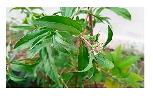 Pcs - 60x Eclipta Prostrata Daisy Garden Plants - Seeds ID97 & Plants Shop by Ipsa