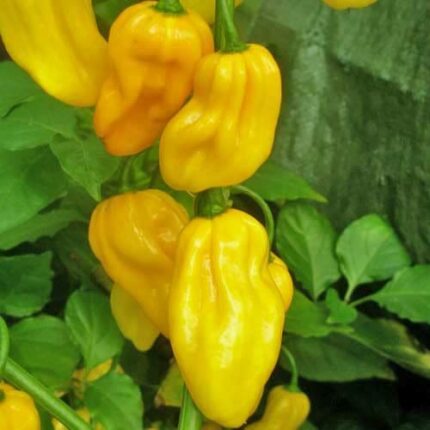 Habanero Yellow Chili Pepper Seeds - Extra Spicy Chili Plant Quality Heirloom Seed