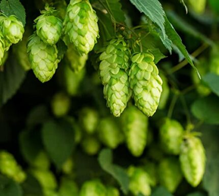 100 Climbing Hop Seeds - Humulus Lupulus - Beer - Peasant Seeds