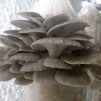 100 Phoenix Oyster Mushroom Spawn Plugs/Dowels to Inoculate Logs or Stumps to Grow Gourmet and Medicinal Mushrooms - Grown Your Own Mushrooms for