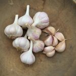 20 Seeds Cloves Music Porcelain Garlic UK Hardy Fresh for New Season Start Now