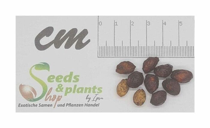 Pcs - 10x Prunus Padus Early Traubenkirsche Tree Garden Seeds ID1525 - Seeds Plants Shop Samenbank Pfullingen Patrik Ipsa