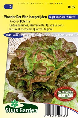 Lettuce Butterhead Quattro Stagione Vegetable Seeds per Gram - All-Round Variety, with Tender, Firm, Compact Heads and with a Golden Yellow Heart