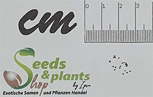 Pcs - 20x Nicotiana Tabacum Tobacco Smoking Tobacco Garden Plants - Seeds B1833 & Plants Shop by Ipsa