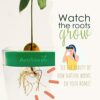 Avoseedo - Grow Your Own Avocado Tree