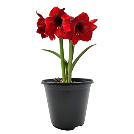 1 x Amaryllis Hippeastrum with Plastic Pot and Potting Compost – Gift Kit – for Your Beautiful Garden (1 x Red)