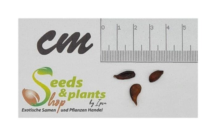 Pcs - 3X Pyrus Pyrifolia Nashi Apple Bulb Kumoi Fruit Garden Plants - Seeds A442 & Plants Shop by Ipsa