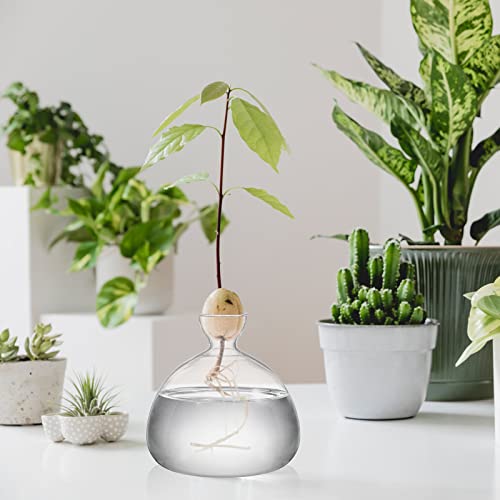Hiceeden Avocado Seed Starter Vase Planter, Clear Avocado Tree Growing Kit Pot, Medium Avocado Vase Grow Glass Plant Pot Gift for Indoor Outdoor