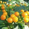 25 Aji Charapita Chilli Seeds – Most Expensive Pepper in the World – Reproducible Peasant Seed – SemiSauvage