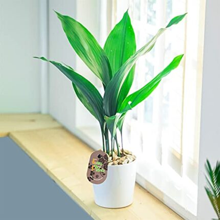 Cast Iron Common Aspidistra Indoor Evergreen House Plant 12cm White Ceramic Pot
