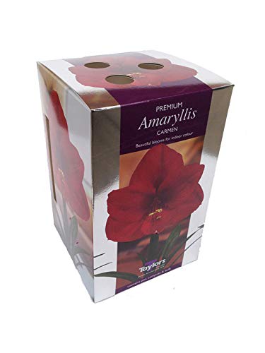 Amaryllis 'Carmen' gift pack. Amaryllis growing kit