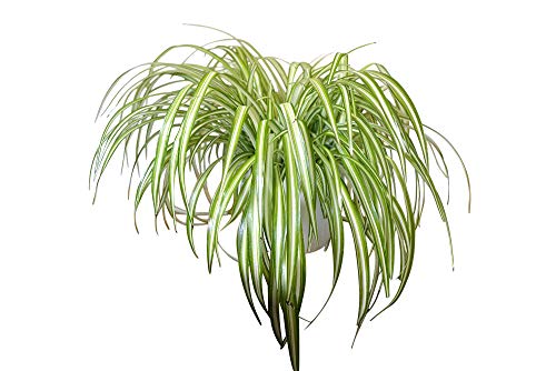 Indoor Plant -House or Office Plant -Chlorophytum - Indoor Spider Plant