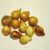 10 Mixed Darwin Hybrid Tulip Perennial Autumn Garden Flower Bulb Corm Outdoor