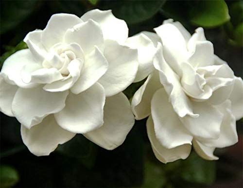 Easy Plants 1 Scented Gardenia Jasminoides House Plant in 13cm Pot