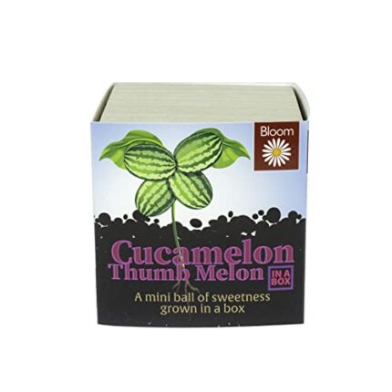 Grow Your Own Cucamelon Gardening Watermelon Seeds