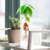 Avocado Sprout Plant Vase Avocado Tree Growing Vase Glass Garden Seed Starter Planting Vase Container Avocado Tree Growing Kit for Kids Adult Fri