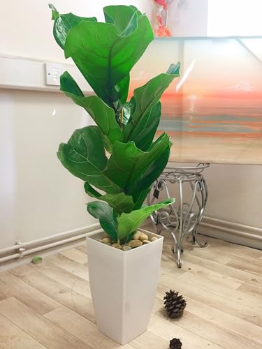 Easy Plants® Fiddle Leaf Fig Tree House Plant in Tall Milano Pot - Gloss White