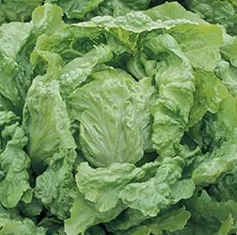 Lettuce Batavia Seeds - Head with Pleasantly Crisp Leaves - 3 g - Seeds: 800