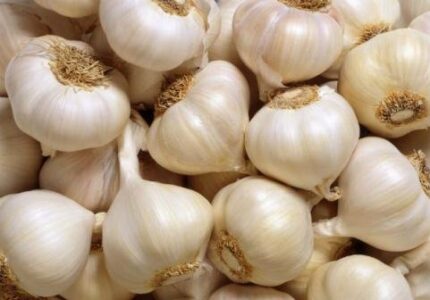 Live Seeds - Garlic Seeds Pack of 30 Cloves from 3 Bulbs -‘Solent Wight’ Garlic-Planting Now