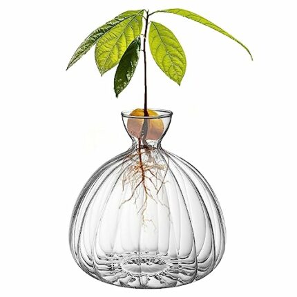 Glass Avocado Tree Flower Vase, Avocado Tree Growing Kit, Avocado Seed Starter Vase Pot, Avocado Plant Hydroponic Vase Gift for Gardening Lovers