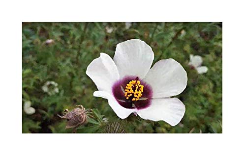 Pcs - 10x Hibiscus Cannabinus Kenaf Bush Garden Plants - Seeds B1613 Plants Shop Samenbank Pfullingen Patrik Ipsa