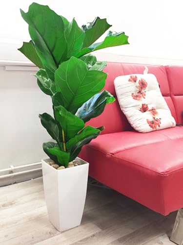 Easy Plants® Fiddle Leaf Fig Tree House Plant in Tall Milano Pot - Gloss White