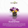 16 Specie Crocus Mixed- A Beautiful Splash of Colour Early in The Year- Beautiful Crocus Blooms Year After Year - Stunning Display - for Your Bea