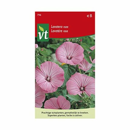 Lavatera, Annual Mallow Pink