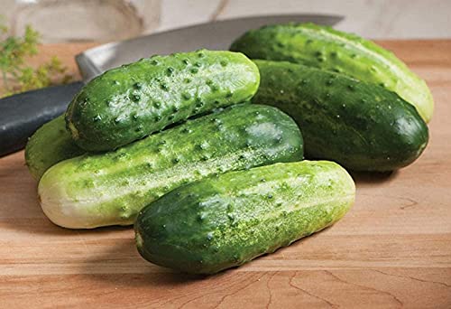 Cucumber Seeds Rodnichok Natur F1 Gherink Tolerant to Mildew & Weather Stress