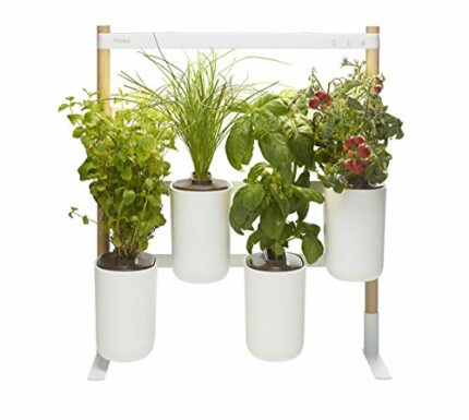 Prêt à Pousser Modulo Smart Indoor Garden, 4 x Organic Capsules, Basil/Lemon Basil/Chives/Leaf Mustard Pods